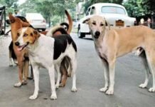 सुप्रीम कोर्ट का बड़ा आदेश, अस्पताल-रेलवे स्टेशन से तुरंत हटाएं आवारा कुत्ते-पशु आवारा कुत्ता