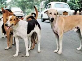 आवारा कुत्ता