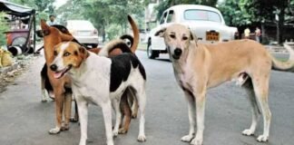 आवारा कुत्ता