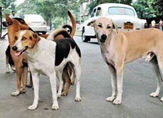 आवारा कुत्ता
