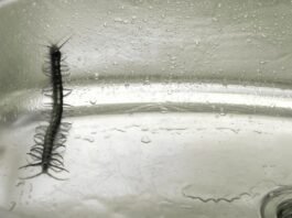 कनखजूरा