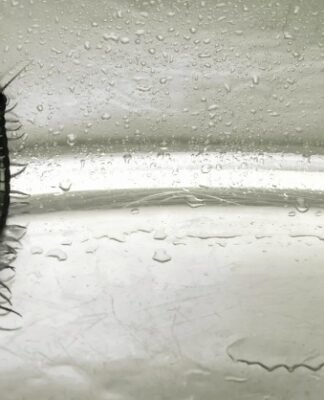 कनखजूरा