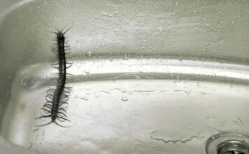 कनखजूरा